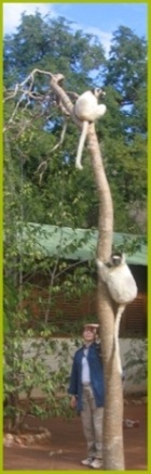 Fran with baby lemur